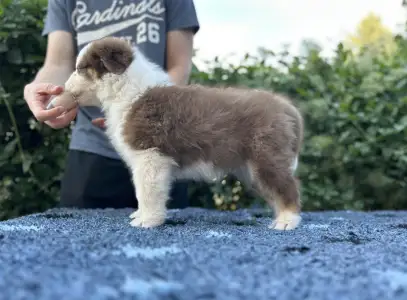 Australian Shepherd - Budnat Aussies Hey Have It All