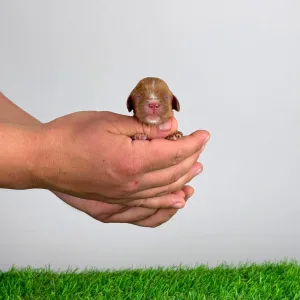 Cavalier King Charles Spaniel - Lisbeth