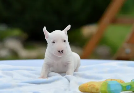 Bullterrier pitic - Gregory