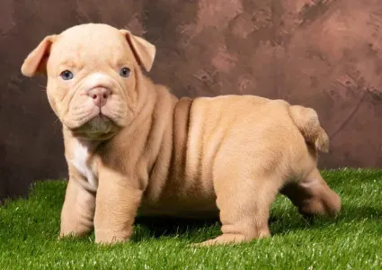 Aмериканский булли -Экзотик - American Bully Hot & Top