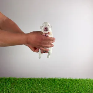 West Highland White Terrier - Just