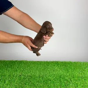 Dachshund - Frankfurti 