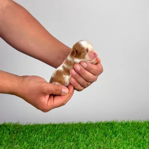 Кавалер кинг-чарльз-спаниель - Lotus