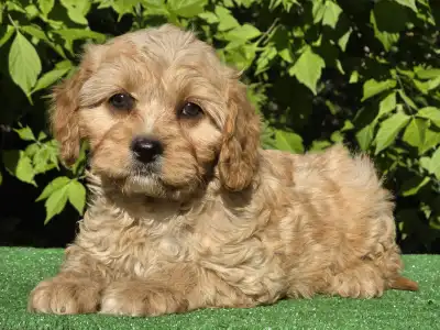 Cavapoo - Figo
