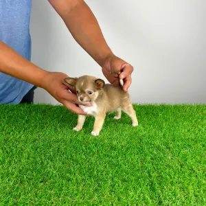 Chihuahua - Kwai