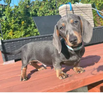Dachshund - Oliver