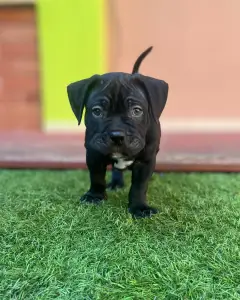 l'American Bully - Standard - Acai Berry