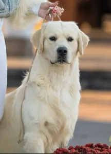 Golden Retriever - Gogas Pride