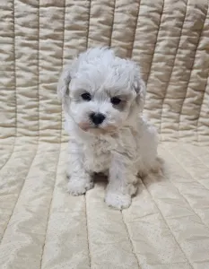 Bichon Frise - Nathan