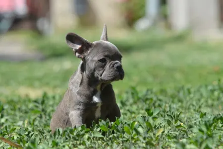 Francia bulldog - Madeleine 