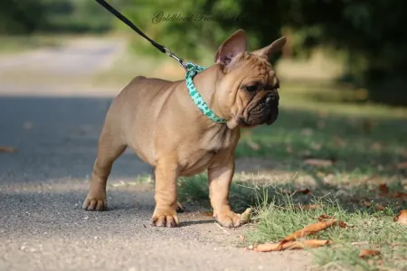 French Bulldog - Yoda