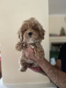 Maltipoo - Maltipoo Toy Karla