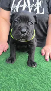 Cane Corso - Eddie