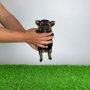 Yorkshire Terrier - Ylko