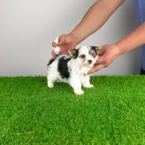 Biewer Terrier - Olina