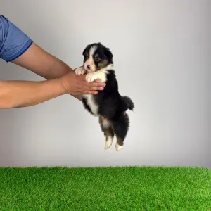 Australian Shepherd - Cagan