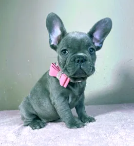 French Bulldog - Tiffany