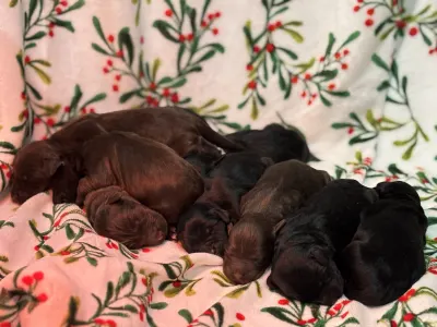 Chien d'eau portugais - Raquel