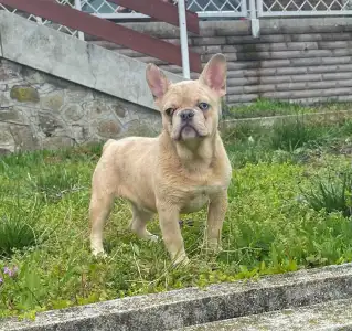 Bouledogue français - Georgina 