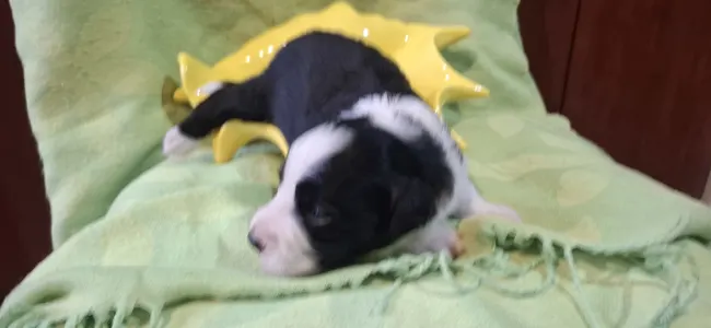 Border Collie - Teddy