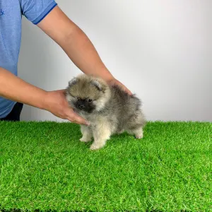 Poméranien - Prissy