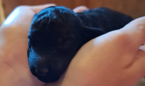 Grosspudel - Velvety Shadows Django Black Raider