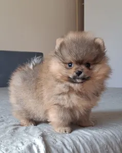 Pomeranian - Hugo