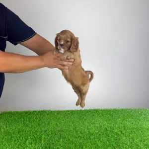 Cavalier King Charles Spaniel - Wimpie