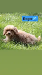 Maltipoo - Roger