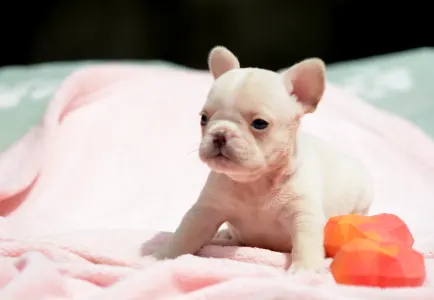 French Bulldog - Elke