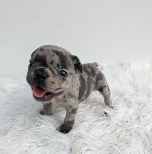 French Bulldog - Szofi