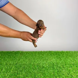 Dachshund - Casar