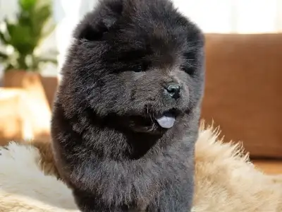 Chow Chow - La Casa De Chow Igor 