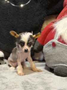 Kínai meztelen kutya - Sable Hairless Girl