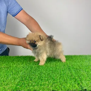 German Pomeranian Spitz - Dinlay
