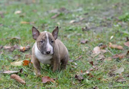 Bull terrier miniature - Jake