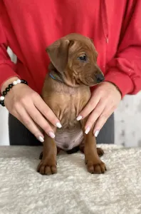 German Pincher - Asterix