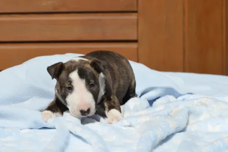 Miniature Bullterrier - Nathan