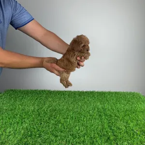 Caniche Nain - Gloria 
