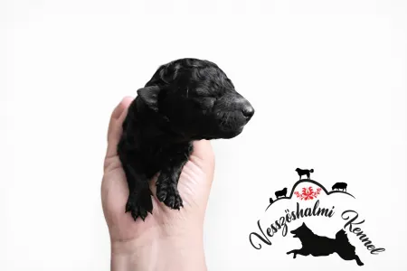 Mudi - Vesszőshalmi Baradla