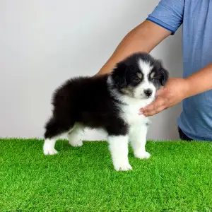 Australian Shepherd - Harron