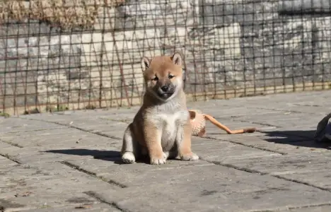 Shiba - Bravados Chiemi