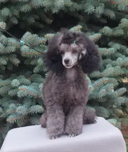 Poodle Toy - Disney Dream Odett