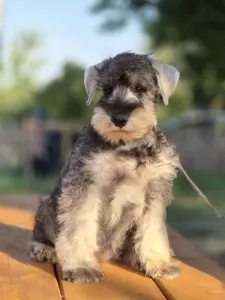 Zwergschnauzer - Zahara