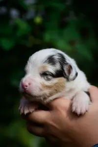 Australian Shepherd - Winstead Nothing Else Matters