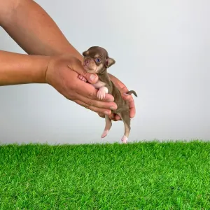 Chihuahua - Gussy