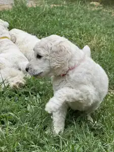 Poodle Standard - Giant Miracles Dayana Dance Of Wonder!