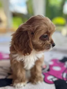 Cavapoo - Goldie