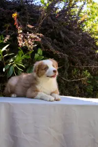 Australian Shepherd - Gladstone Aussies Kelly Clarkson
