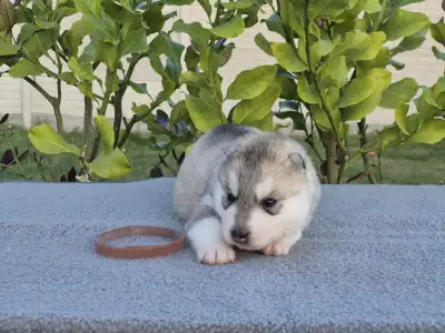 Sibiřský husky - Brown Boy